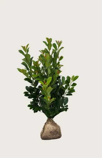 Laurbærhegg Bonaparte 40cm Grenet | Plantinavia