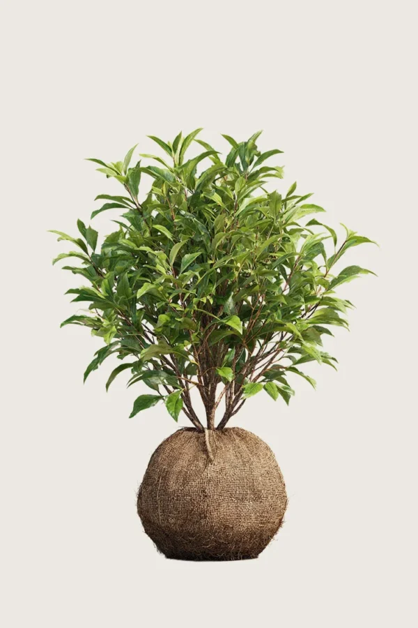 Laurbærhegg Bonaparte 150cm Outlet | Plantinavia