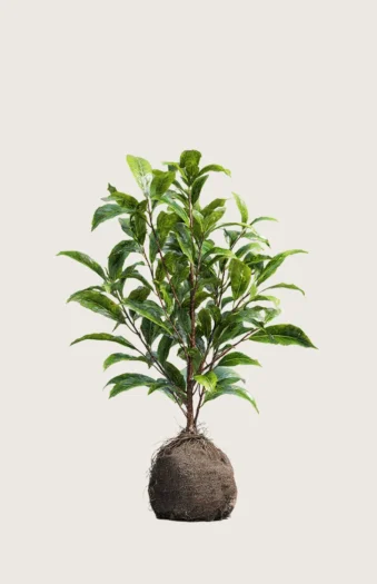 Laurbærhegg Bonaparte 40cm Outlet | Plantinavia