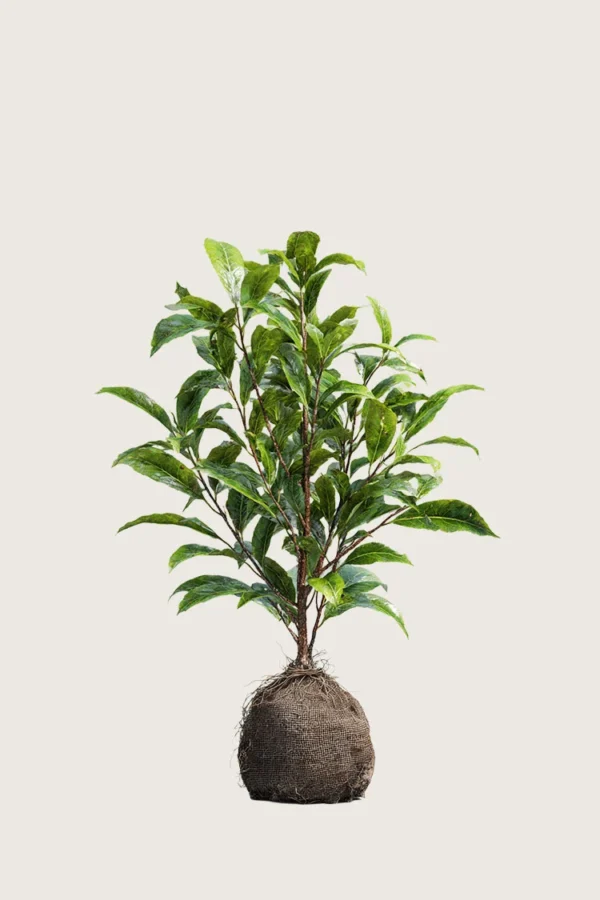 Laurbærhegg Bonaparte 40cm Outlet | Plantinavia
