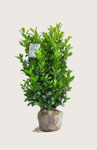 Laurbærhegg Bonaparte 125cm Velgrenet | Plantinavia