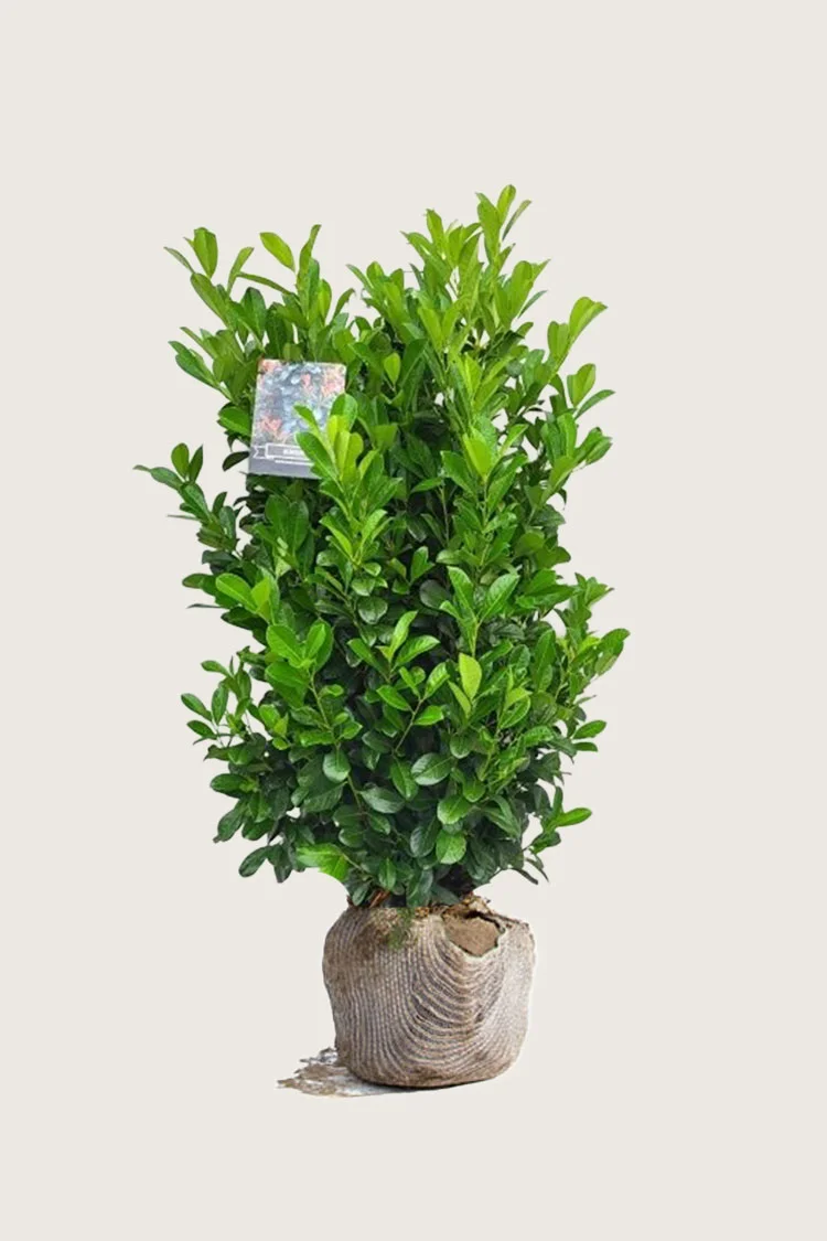 Laurbærhegg Bonaparte 125cm Velgrenet | Plantinavia