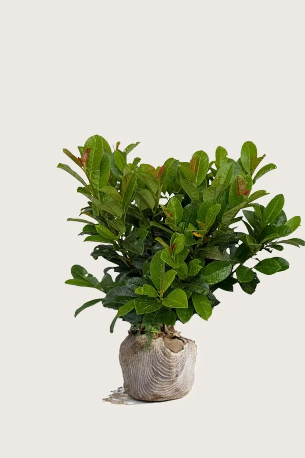 Laurbærhegg Bonaparte 40cm Velgrenet | Plantinavia