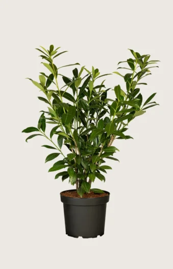 Laurbærhegg Caucasica 150cm Grenet | Plantinavia