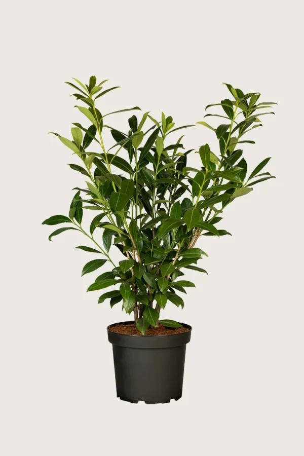 Laurbærhegg Caucasica 200cm Grenet | Plantinavia