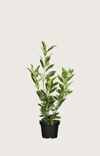 Laurbærhegg Caucasica 60cm Grenet | Plantinavia