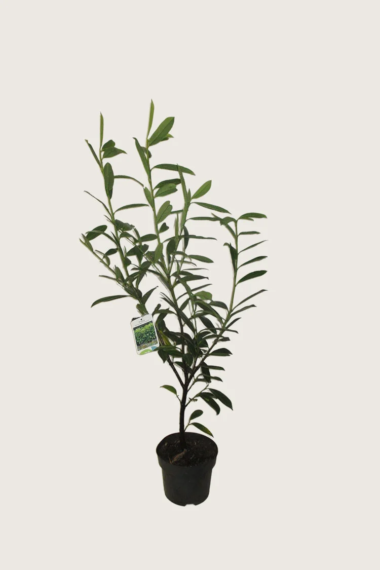 Laurbærhegg Caucasica 125cm Outlet | Plantinavia
