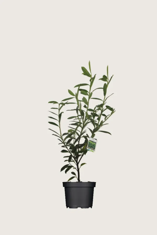 Laurbærhegg Caucasica 40cm Outlet | Plantinavia