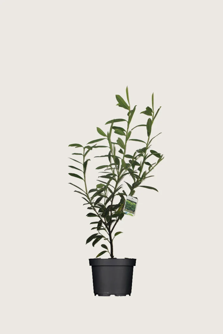 Laurbærhegg Caucasica 60cm Outlet | Plantinavia