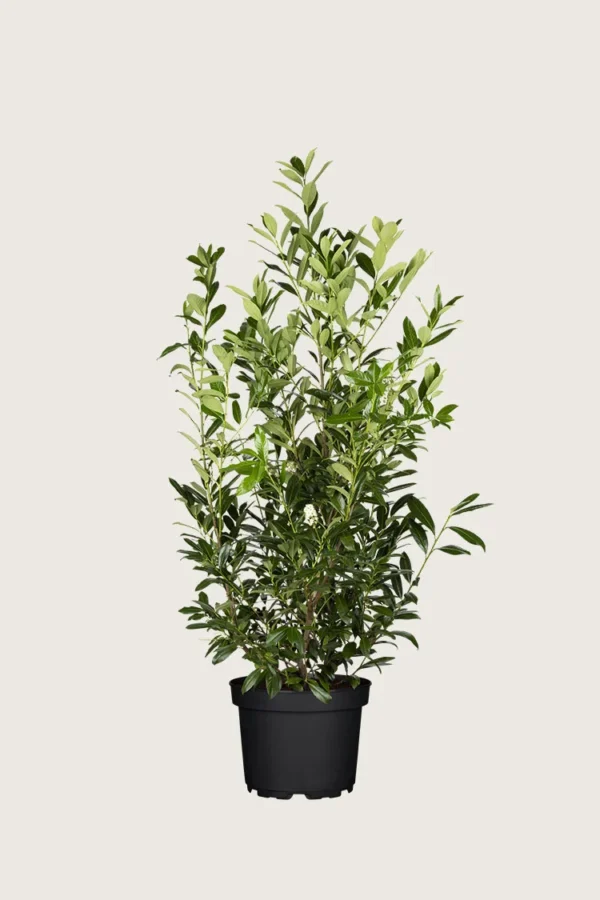 Laurbærhegg Caucasica 125cm Velgrenet | Plantinavia