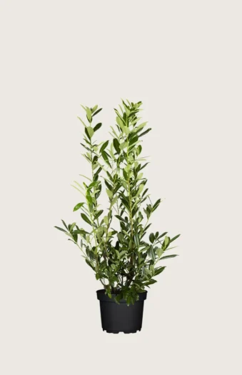 Laurbærhegg Caucasica 60cm Velgrenet | Plantinavia