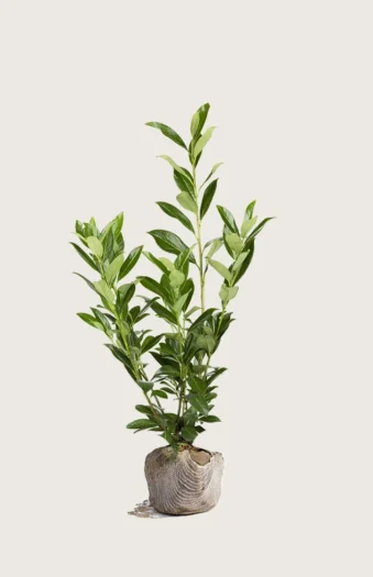 Laurbærhegg Caucasica 125cm Grenet | Plantinavia