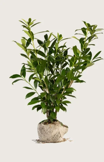 Laurbærhegg Caucasica 300cm Grenet | Plantinavia