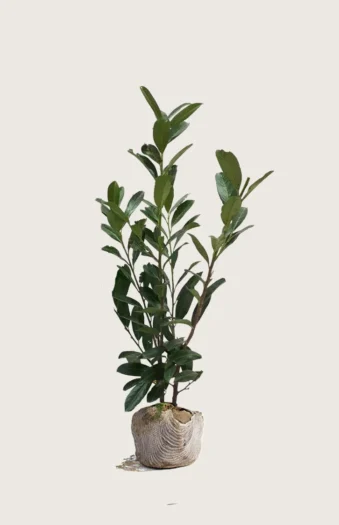 Laurbærhegg Caucasica 150cm Outlet | Plantinavia