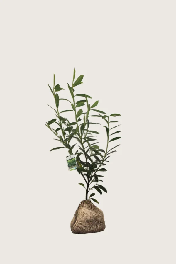 Laurbærhegg Caucasica 40cm Outlet | Plantinavia