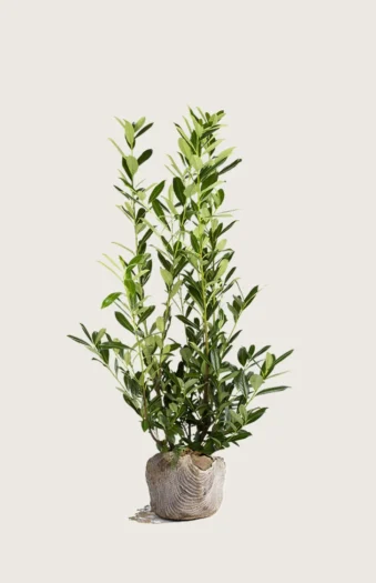 Laurbærhegg Caucasica 200cm Velgrenet | Plantinavia