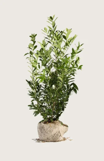 Laurbærhegg Caucasica 250cm Velgrenet | Plantinavia