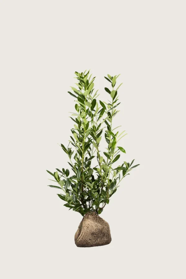 Laurbærhegg Caucasica 40cm Velgrenet | Plantinavia