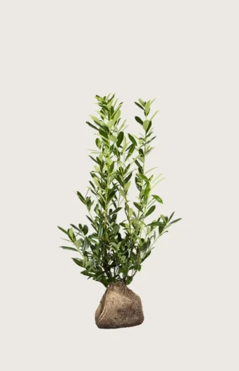 Laurbærhegg Caucasica 60cm Velgrenet | Plantinavia