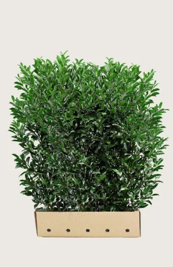 Laurbærhegg Elly 200cm Velgrenet | Plantinavia
