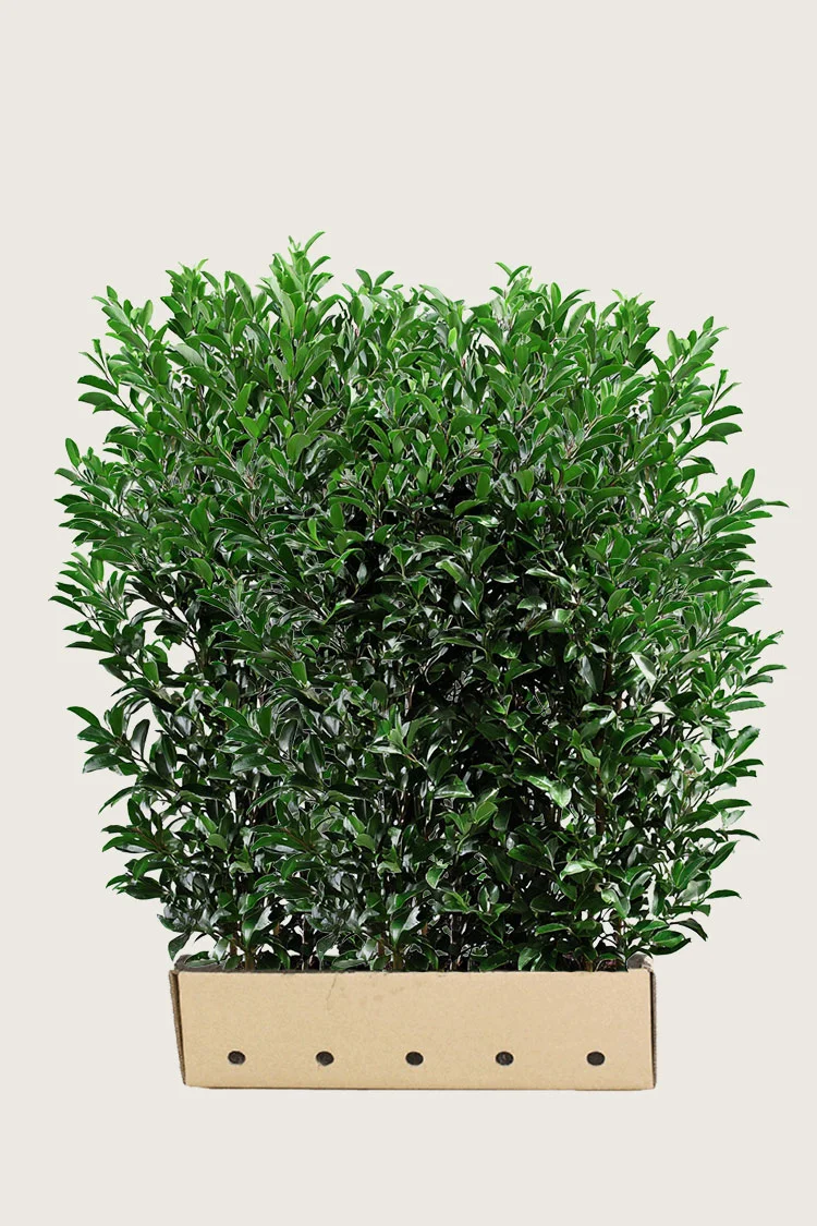 Laurbærhegg Elly 200cm Velgrenet | Plantinavia