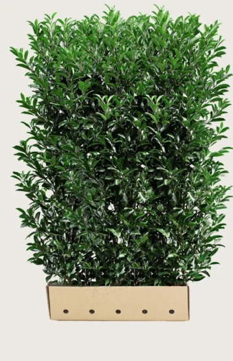 Laurbærhegg Elly 350cm Velgrenet | Plantinavia