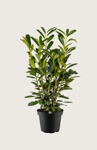 Laurbærhegg Elly 200cm Grenet | Plantinavia