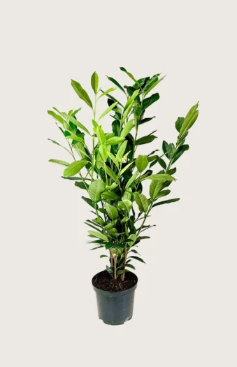 Laurbærhegg Elly 125cm Outlet | Plantinavia