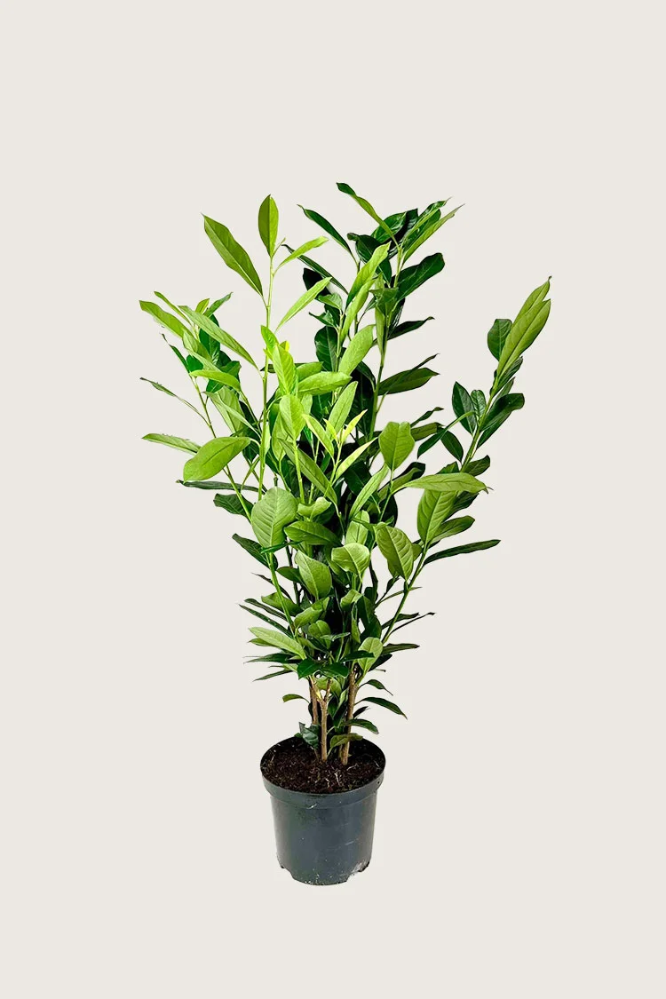 Laurbærhegg Elly 150cm Outlet | Plantinavia