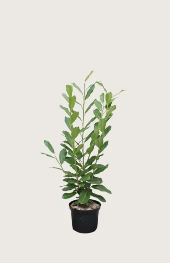 Laurbærhegg Elly 80cm Outlet | Plantinavia