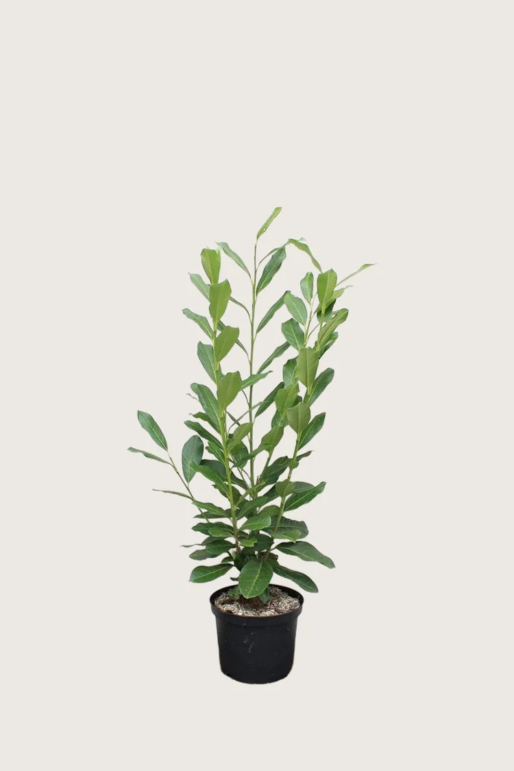 Laurbærhegg Elly 80cm Outlet | Plantinavia