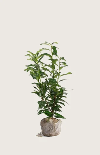 Laurbærhegg Elly 100cm Grenet | Plantinavia