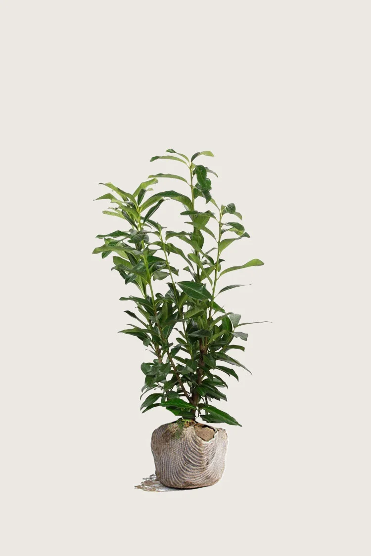 Laurbærhegg Elly 100cm Grenet | Plantinavia