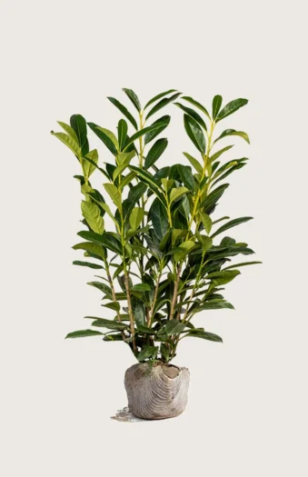 Laurbærhegg Elly 175cm Grenet | Plantinavia