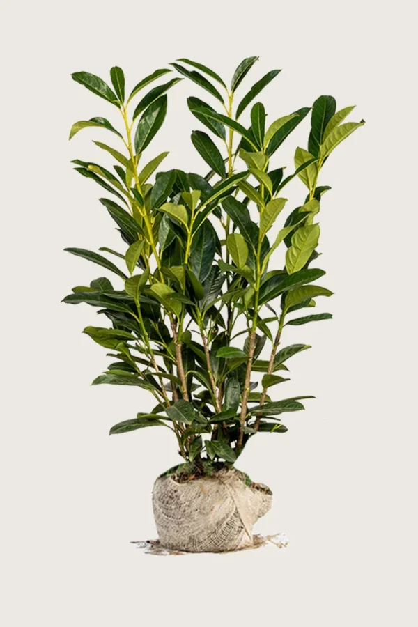 Laurbærhegg Elly 225cm Grenet | Plantinavia