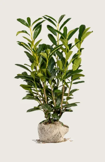 Laurbærhegg Elly 250cm Grenet | Plantinavia