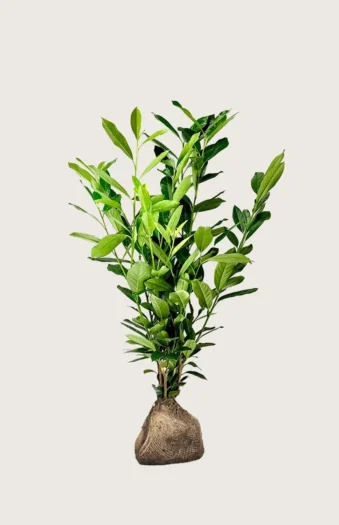 Laurbærhegg Elly 125cm Outlet | Plantinavia