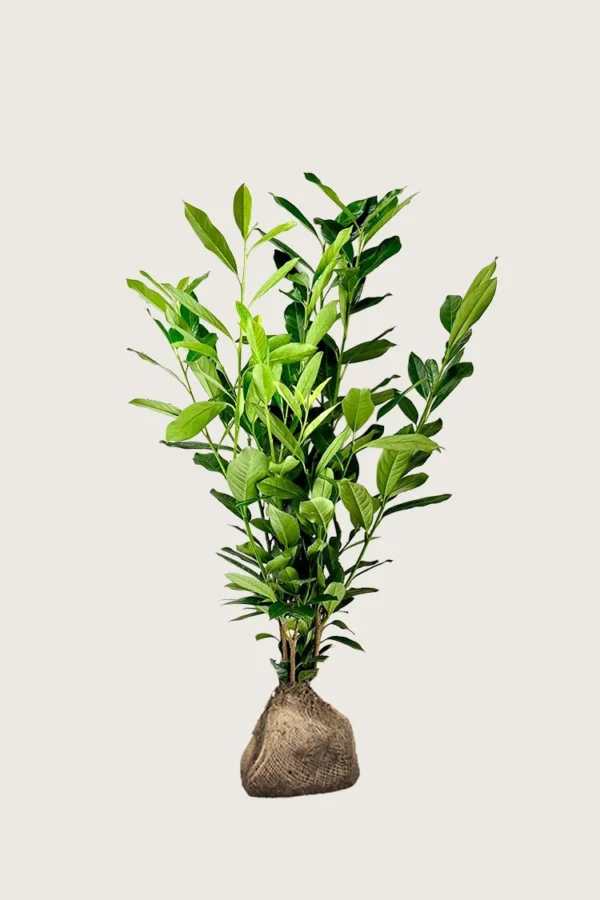 Laurbærhegg Elly 175cm Outlet | Plantinavia