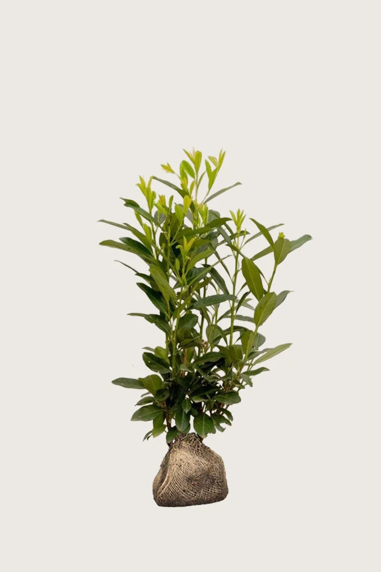 Laurbærhegg Elly 80cm Outlet | Plantinavia