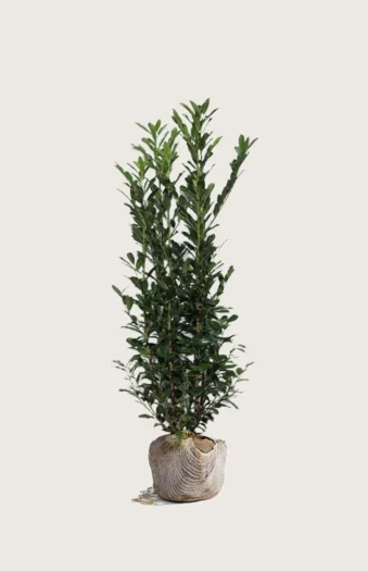 Laurbærhegg Elly 175cm Velgrenet | Plantinavia