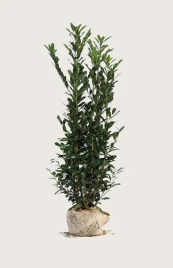 Laurbærhegg Elly 225cm Velgrenet | Plantinavia