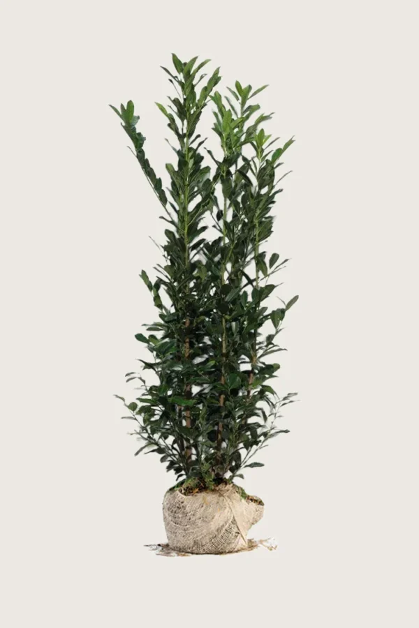 Laurbærhegg Elly 350cm Velgrenet | Plantinavia