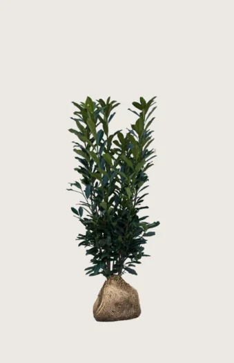 Laurbærhegg Elly 40cm Velgrenet | Plantinavia