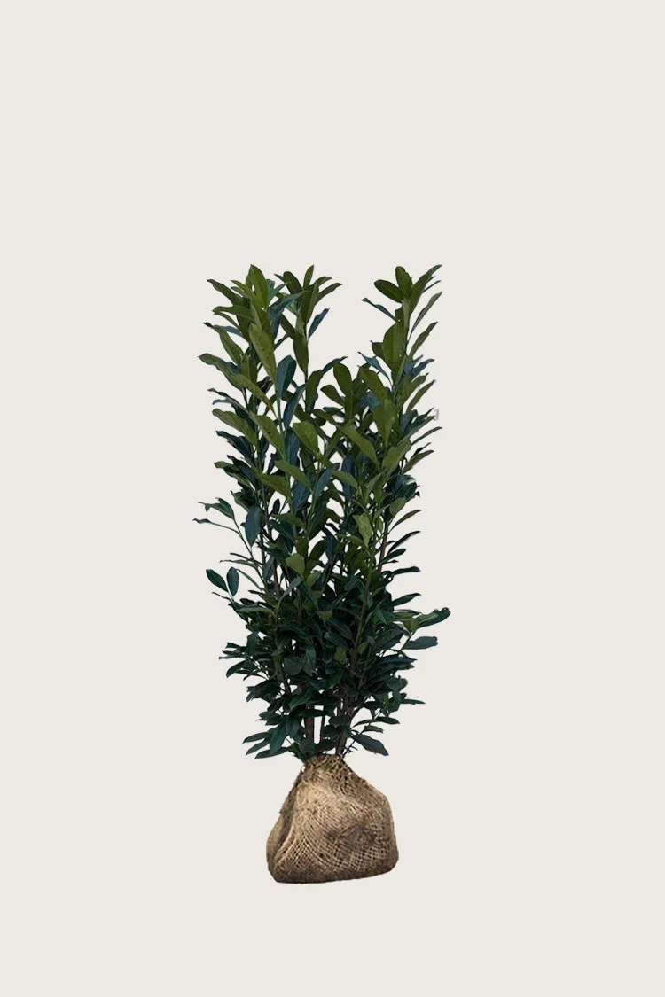 Laurbærhegg Elly 80cm Velgrenet | Plantinavia