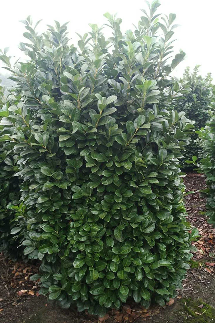 Laurbærhegg Etna 125cm Velgrenet | Plantinavia