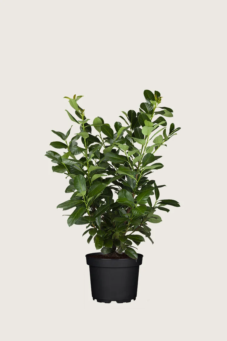 Laurbærhegg Etna 100cm Grenet | Plantinavia