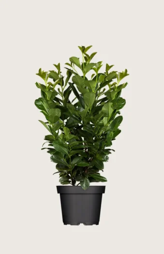Laurbærhegg Etna 125cm Grenet | Plantinavia