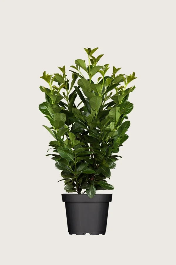 Laurbærhegg Etna 125cm Grenet | Plantinavia