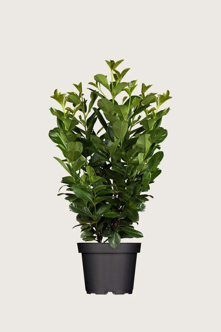 Laurbærhegg Etna 150cm Grenet | Plantinavia
