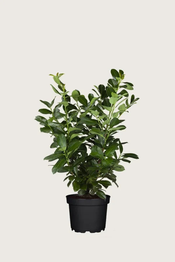 Laurbærhegg Etna 60cm Grenet | Plantinavia